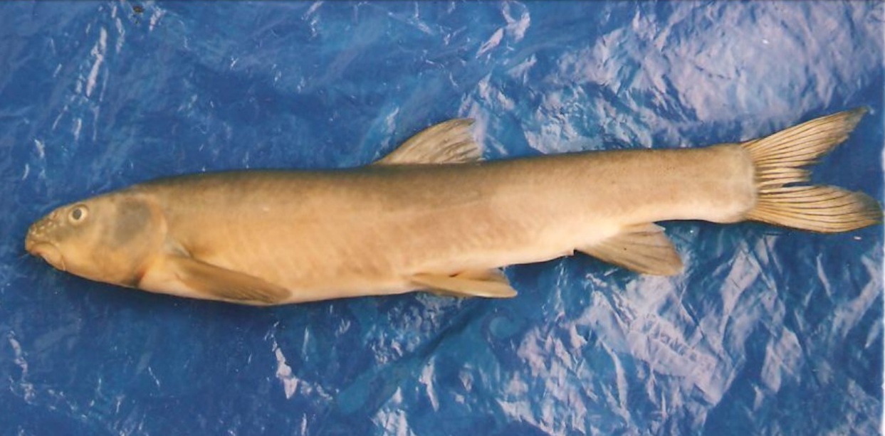 Schizothorax plagiostomus Heckel, 1838